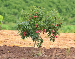 Litchi Tree